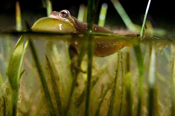 太平洋樹蛙