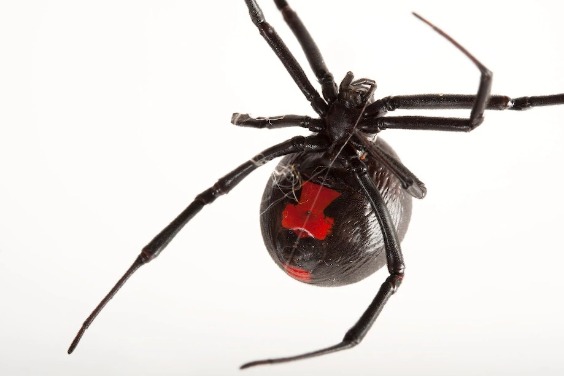 超級比一比，誰才是真正的黑寡婦蜘蛛？