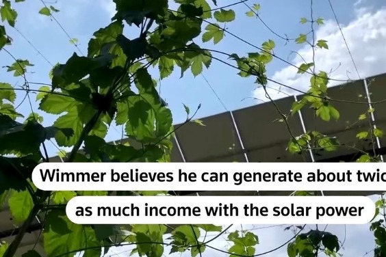 熱浪來襲 太陽能板成為德國啤酒花農場的烈日守護者