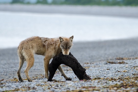 驚人發現：狼會獵捕海獺和海豹