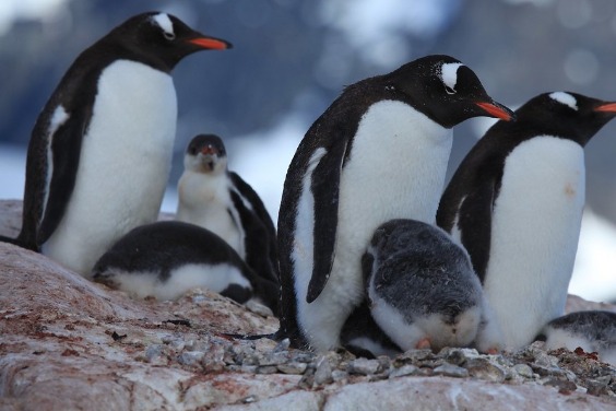 南極禽流感疫情 首次證實企鵝感染H5N1 200隻小企鵝死亡