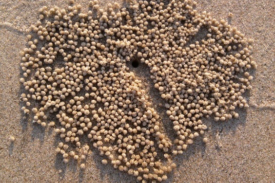 螃蟹沙球