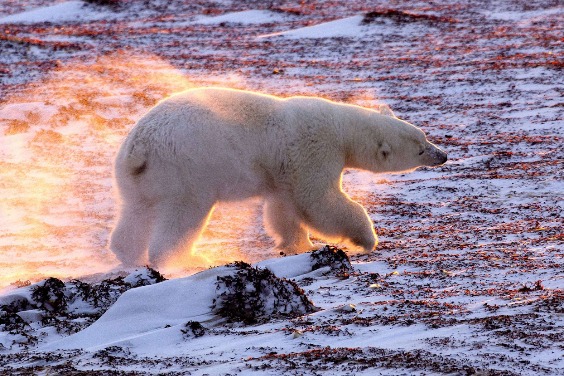 暖化之焰中的北極熊