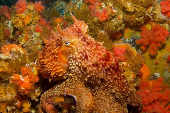科學家從「隱形大師」章魚身上學到什麼？