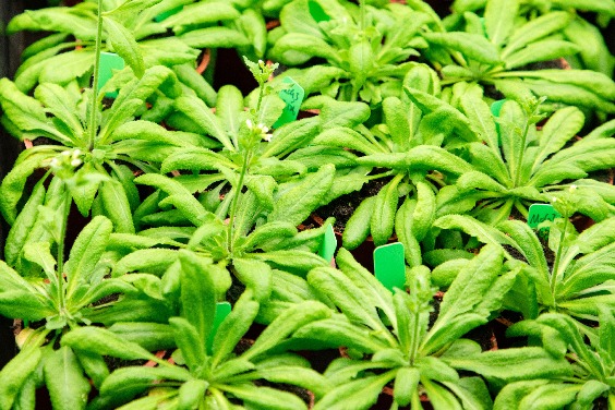 在植物中建構雙固碳系統的挑戰：專訪中研院農生中心呂冠箴