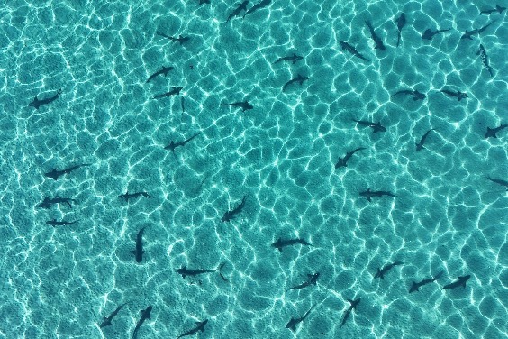 科學家打造「鯊魚預報」，希望降低人鯊相遇風險