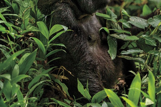 拯救非洲野生動物，我們能做什麼？