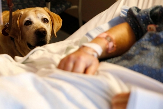 治療犬能創造奇蹟，但牠們喜歡自己的工作嗎？