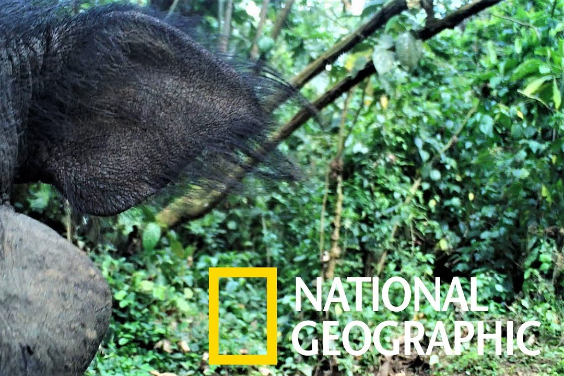 現實世界的乙事主：非洲森林中罕見的大林豬