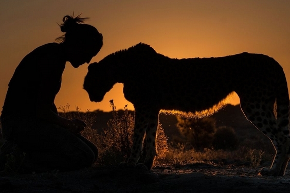 夕陽下的散步：獵豹之愛