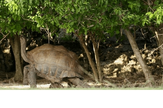塞席爾巨型陸龜好怕熱！