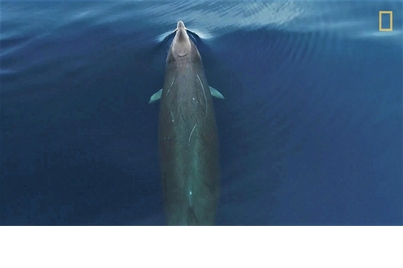罕見畫面––俯瞰神秘的熱氏中喙鯨