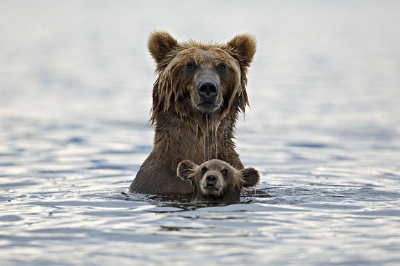 親子時刻：大熊與小熊