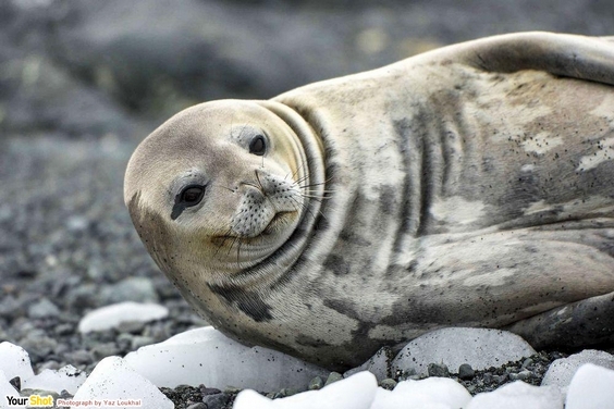 海豹、海獅、海狗、海象、海牛……一次看個夠