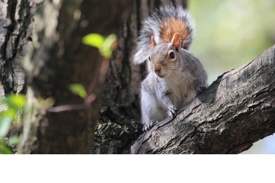 【動物好朋友】灰松鼠(Eastern gray squirrel)