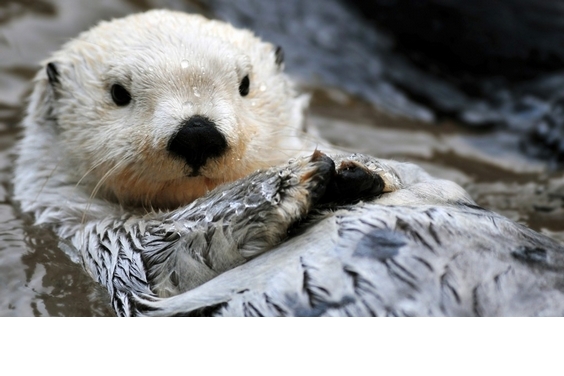 【動物好朋友】海獺(Sea otter)