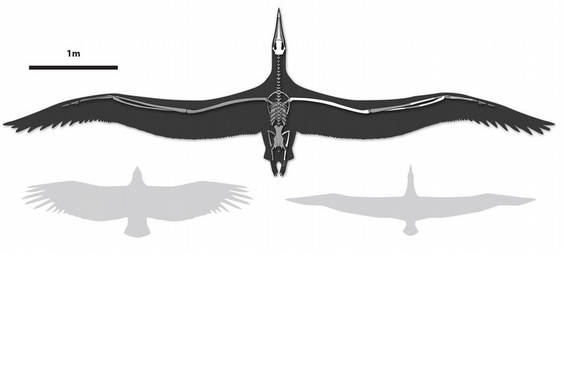 最大的飛行海鳥有多大？