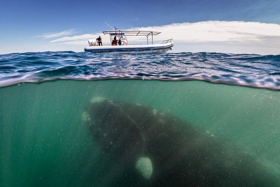 令人讚嘆的南露脊鯨