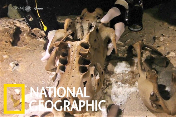 水底洞穴內的巨型地懶遺骸