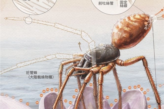 飛行的蜘蛛
