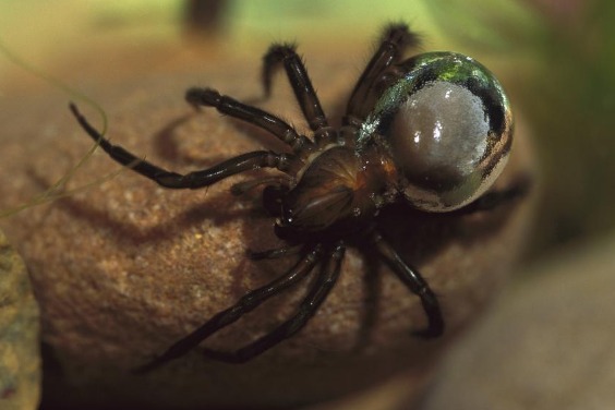 蜘蛛怎麼用氣泡在水下過活？