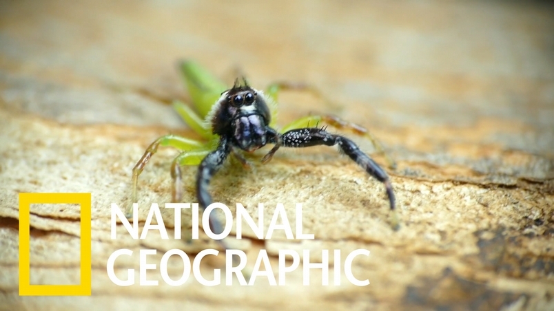 見見澳洲體型最大的跳蛛
