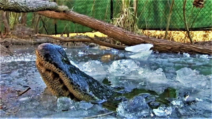 鱷魚冰成「鱷魚凍」？原來是求生策略啦！