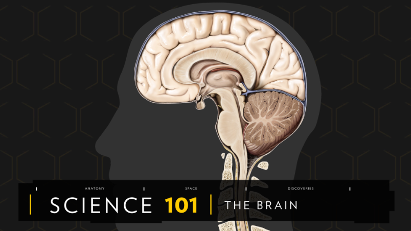 101科學教室：透視大腦奧祕！