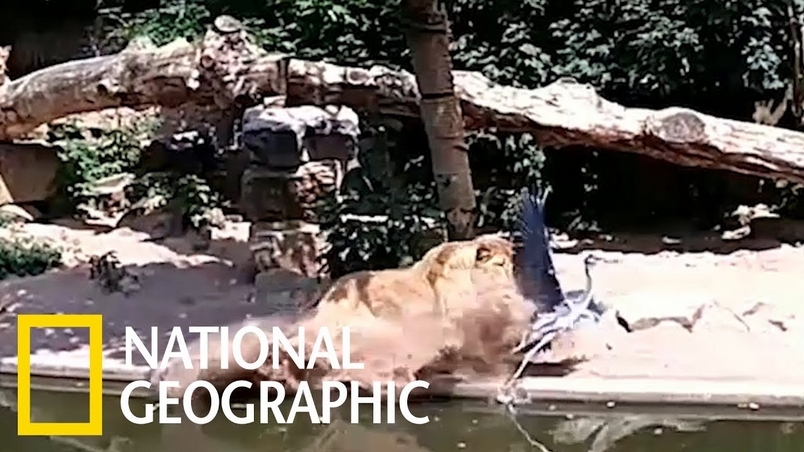 蒼鷺誤闖獅子圈養區，喚起獅子狩獵本性！