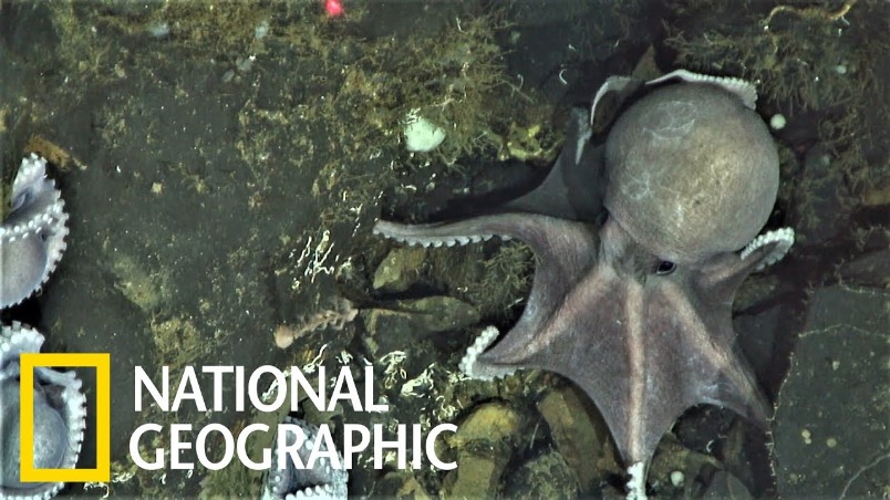 上百隻章魚媽媽盤據在已知最深的「章魚育嬰房」