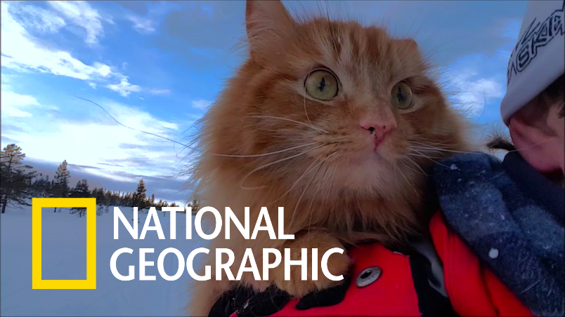 挪威的「冒險貓」最愛與主人一起享受戶外活動