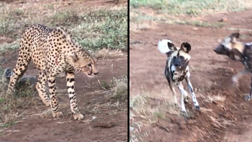非洲野犬想搶獵豹的食物，究竟哪一方才是贏家？