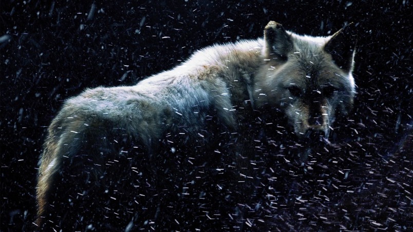 《權力遊戲》裡的「冰原狼」是否真有其獸？
