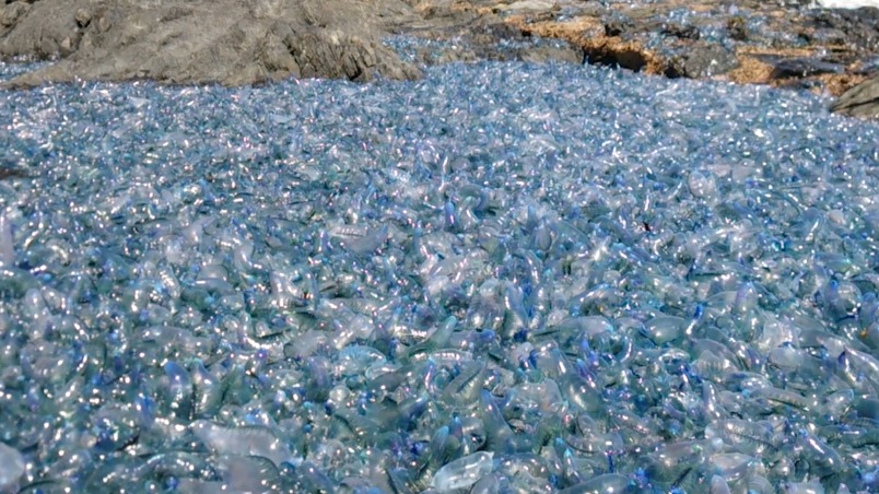 這些沖上海岸的美麗「藍瓶子」究竟是什麼東西？