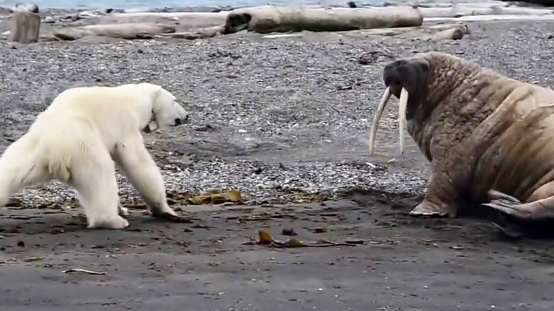 消瘦的北極熊媽媽走投無路，只好試探成年海象……