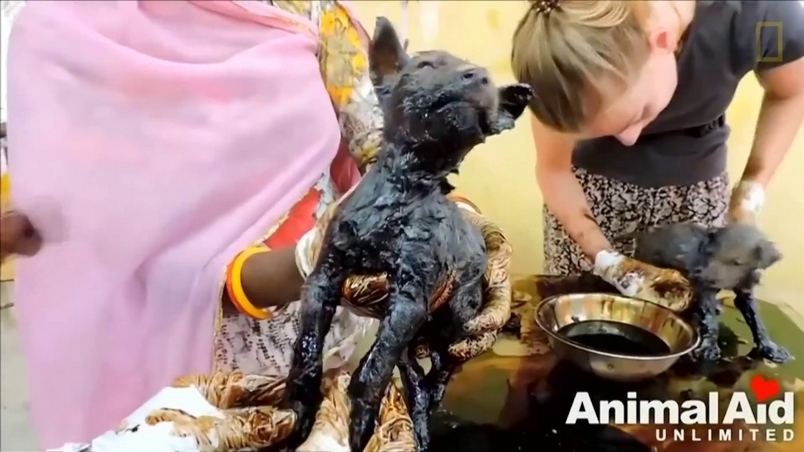 三隻幼犬困瀝青動彈不得 拯救後開心與媽媽團聚！