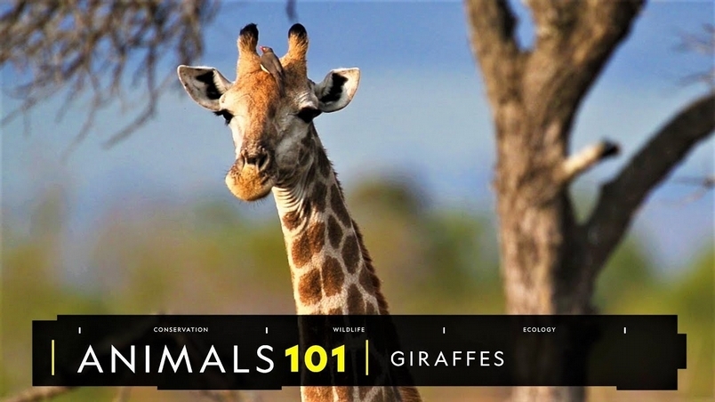 101動物教室：你所不知道的長頸鹿！