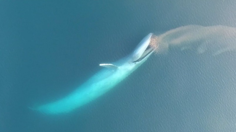 罕見畫面：空拍藍鯨進食秀
