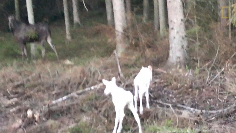 罕見畫面：夢幻的白色駝鹿雙胞胎