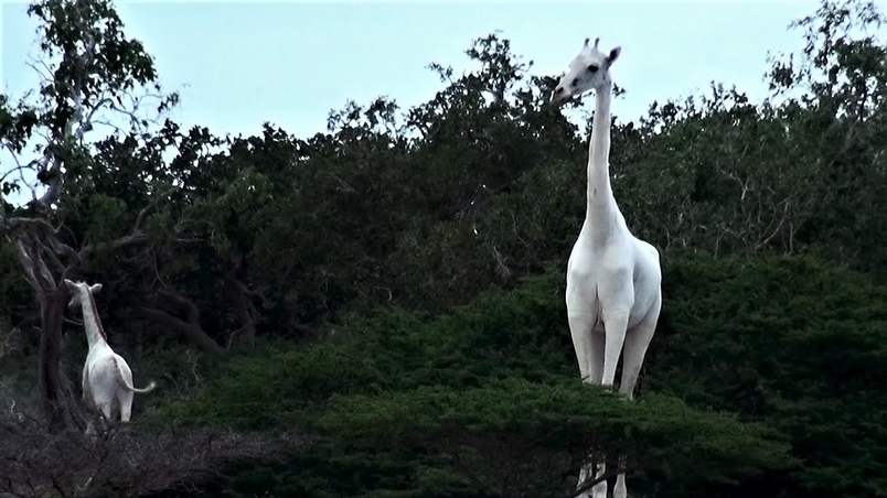 罕見影片：肯亞驚見兩頭「夢幻白長頸鹿」