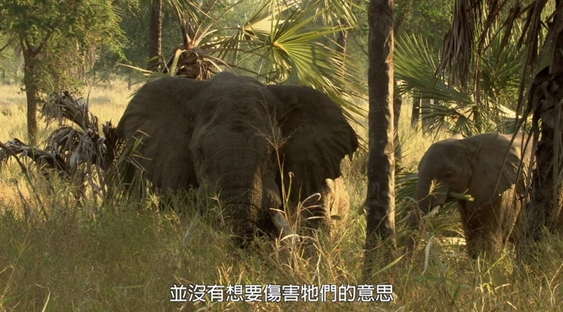 探險直擊：拍攝受創大象