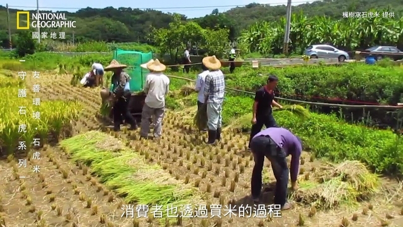 守護石虎系列––石虎米