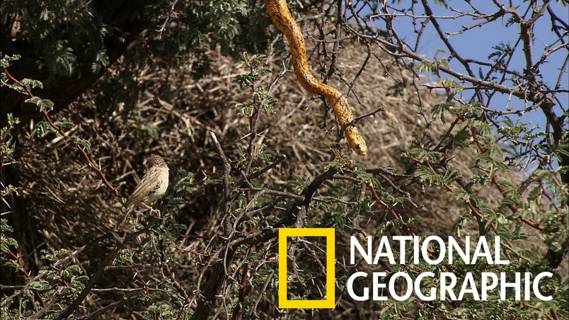 當群居織巢鳥遇上飢餓的黃金眼鏡蛇