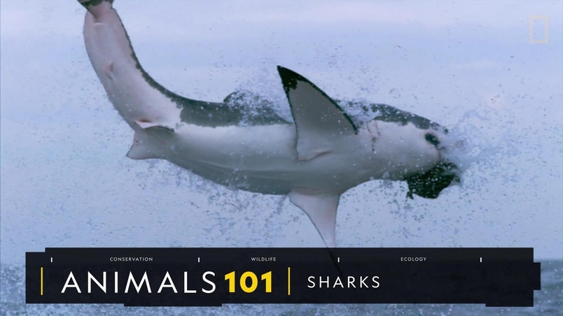 101動物教室：鯊魚