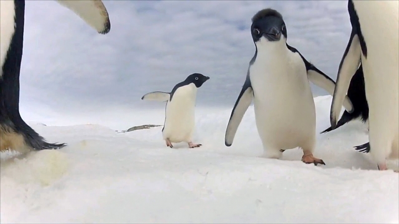 阿德利企鵝數量增加了，卻仍有隱憂