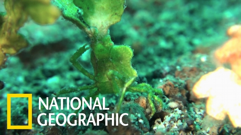 這隻螃蟹戴著一頂又高又綠的帽子！