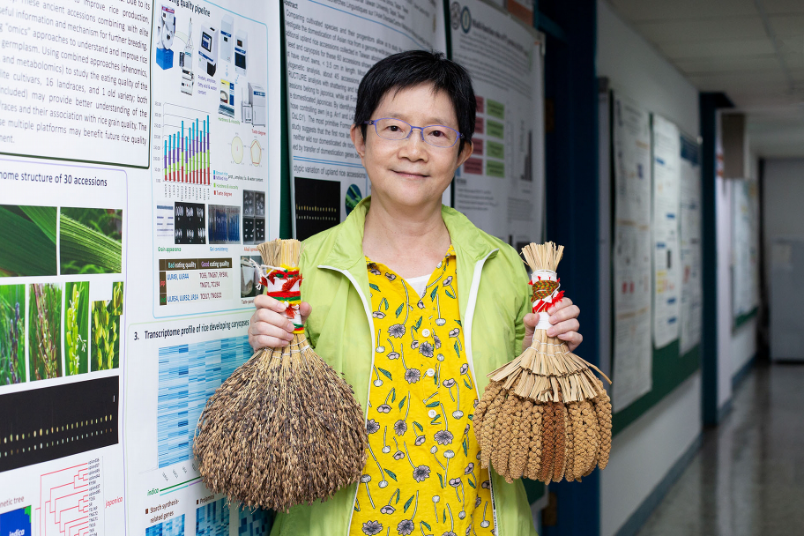 山地陸稻很有事！破解臺灣蓬萊米身世，發現南島語族遷徙線索