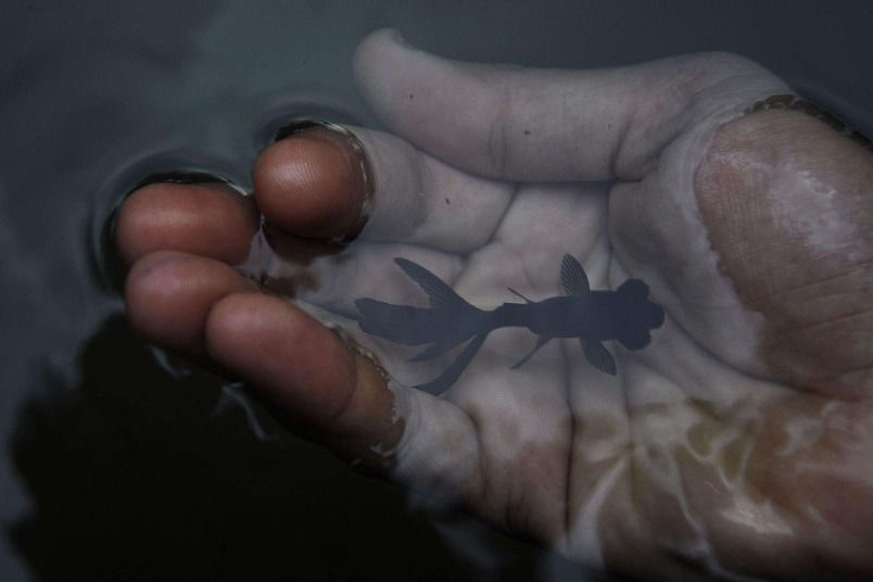 與魚嬉戲