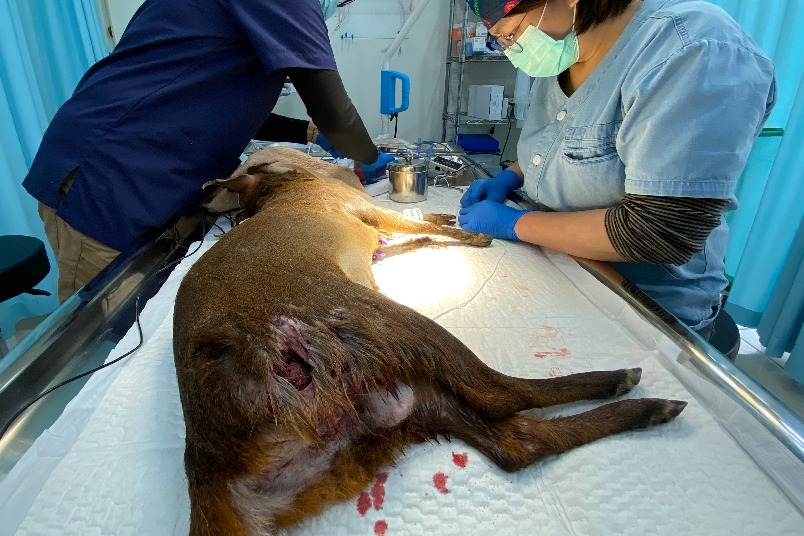 山羌遭犬咬傷，犬攻擊野生動物問題層出不窮
