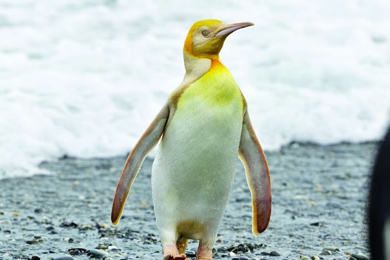 國王企鵝的奇異色彩